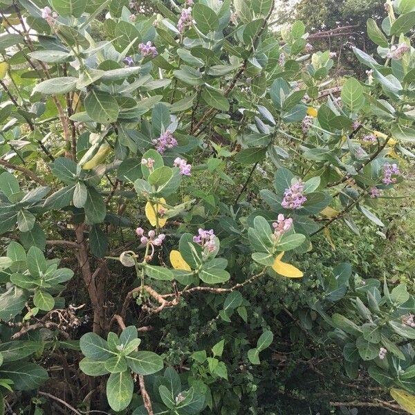 Calotropis gigantea Blomst