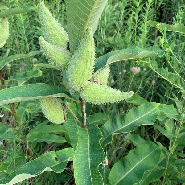 Asclepias syriaca 果実