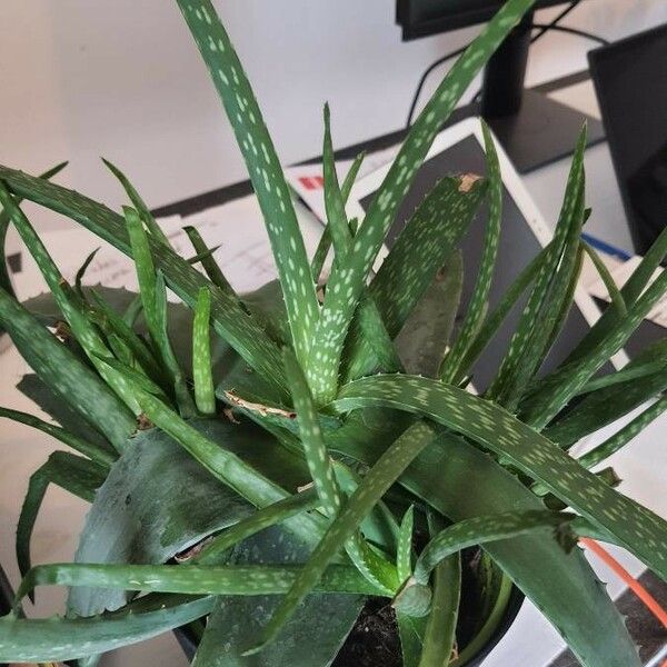 Aloe vera Hábito