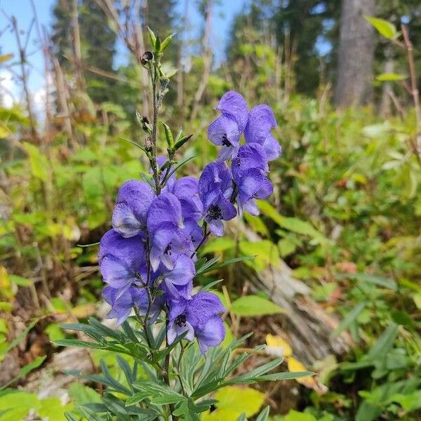 Aconitum napellus Blomma