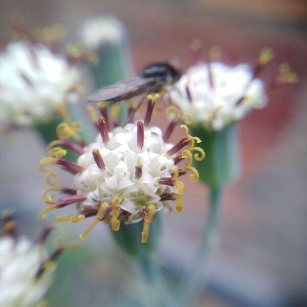 Baculellum articulatum Kwiat