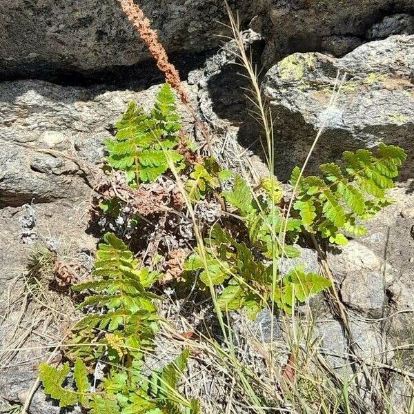 Anemia tomentosa Habit