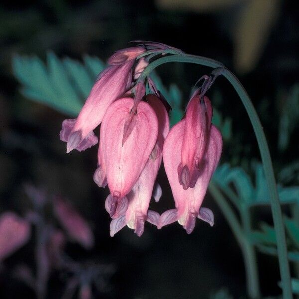 Dicentra formosa Flors