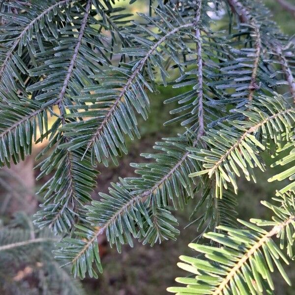 Abies alba List