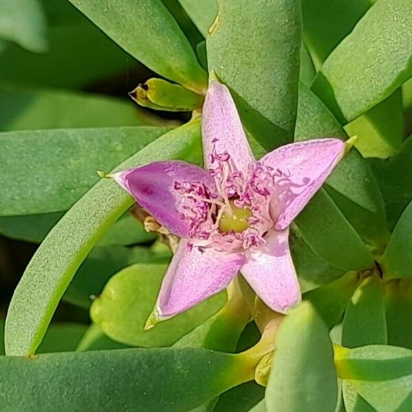 Sesuvium portulacastrum Кветка