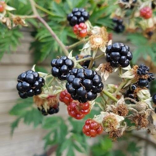 Rubus nemoralis Fruit