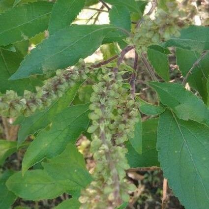 Ocimum gratissimum Leaf