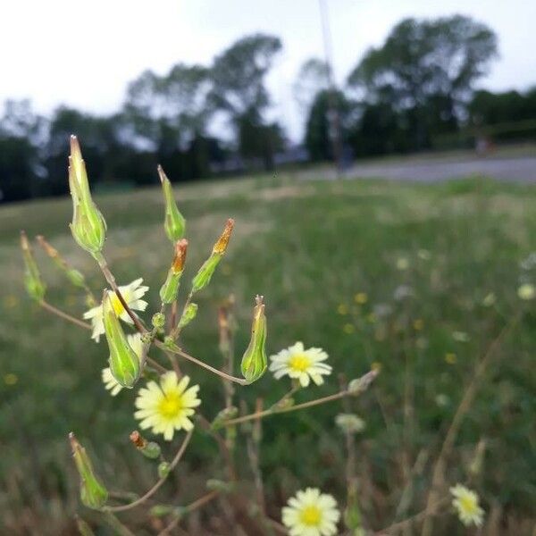 Lactuca serriola फूल