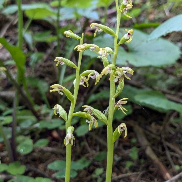 Corallorhiza trifida ᱵᱟᱦᱟ