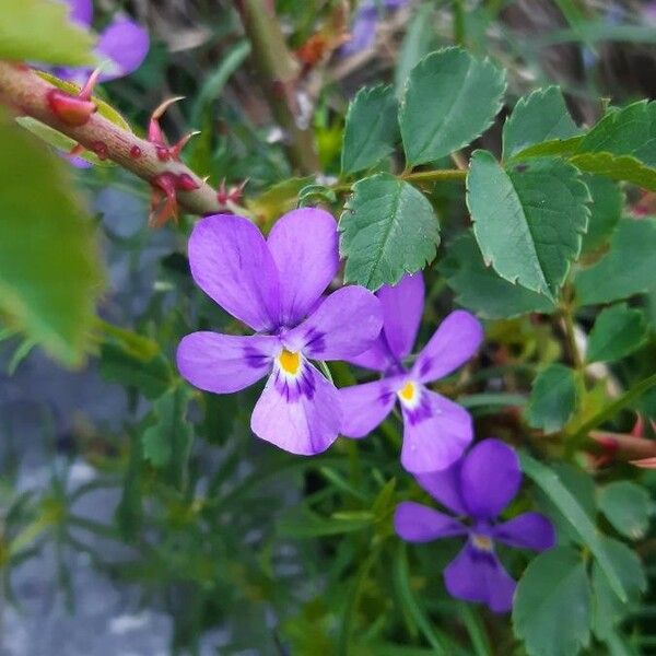 Viola dubyana 花