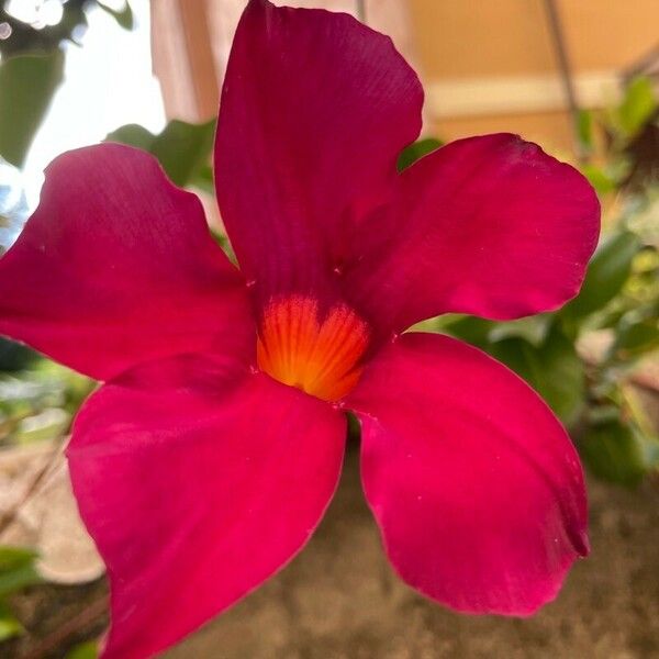 Mandevilla laxa Flower