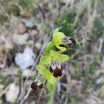 Ophrys lupercalis 花