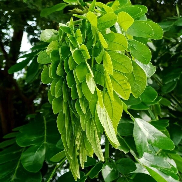 Albizia lebbeck Levél