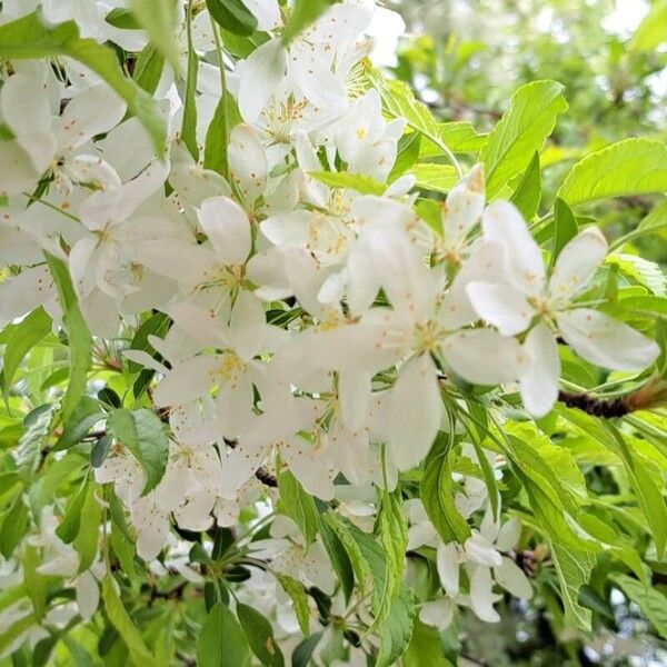 Malus spectabilis Blomst