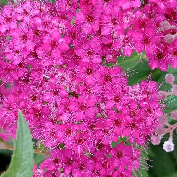 Spiraea japonica 花