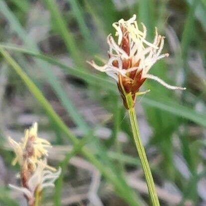 Carex divisa Blomst
