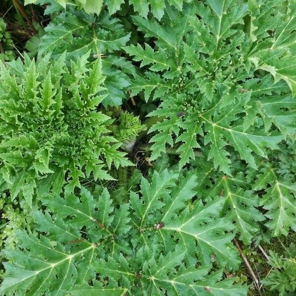 Heracleum mantegazzianum Levél