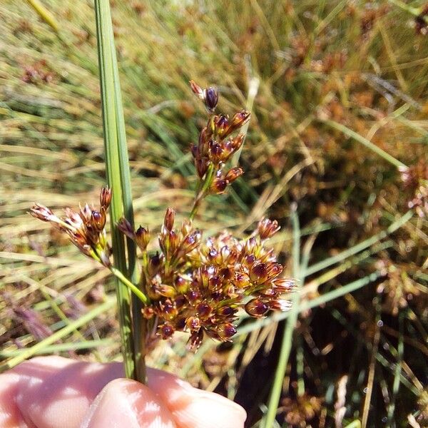 Juncus inflexus Õis