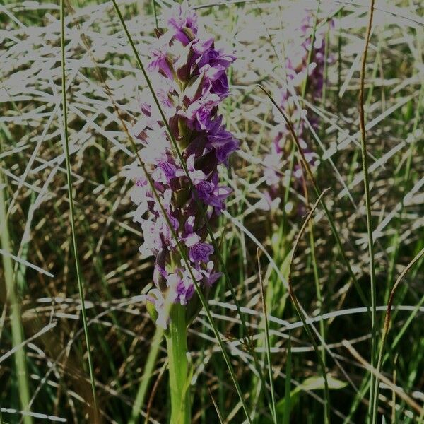 Dactylorhiza incarnata Цвят