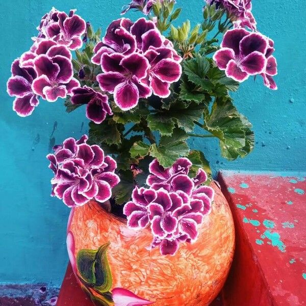 Pelargonium grandiflorum Flor