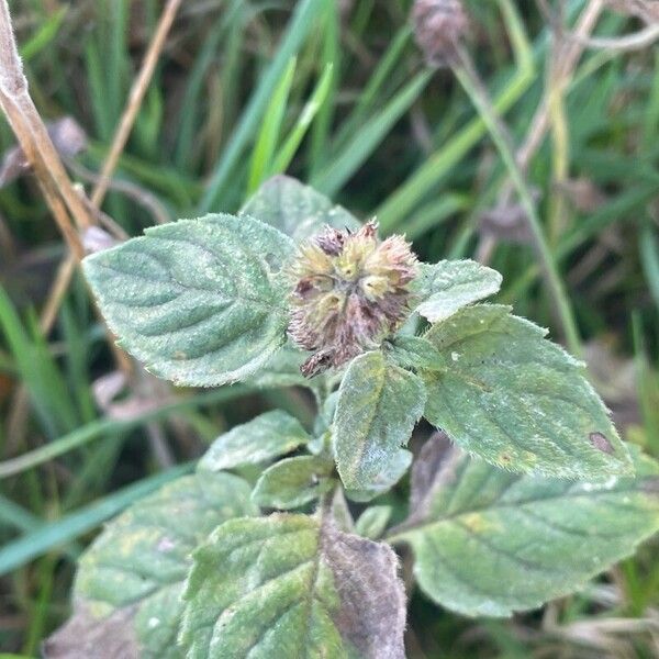 Mentha aquatica Levél