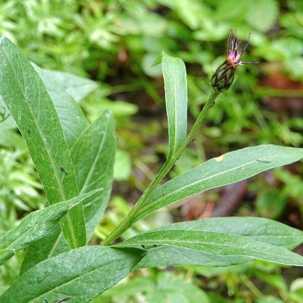 Centaurea montana Hoja