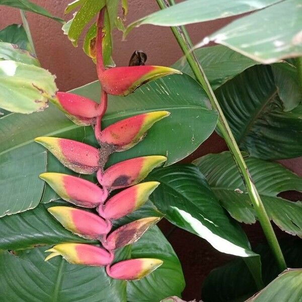 Heliconia rostrata Flor