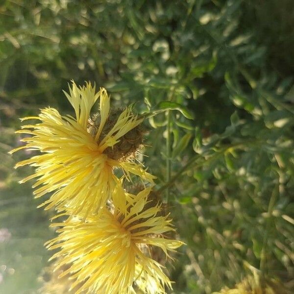 Centaurea collina 花