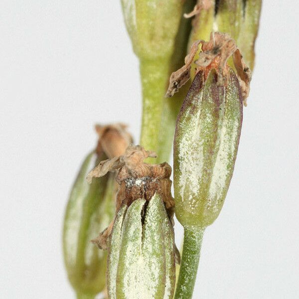 Primula laurentiana Fruit