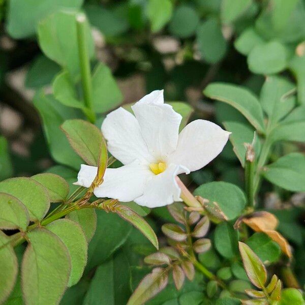 Jasminum officinale Flor