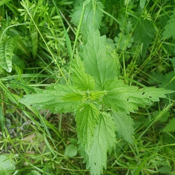 Urtica urens 葉