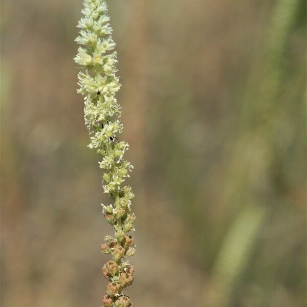 Reseda alba Flor