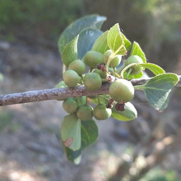 Rhamnus cathartica Fruit