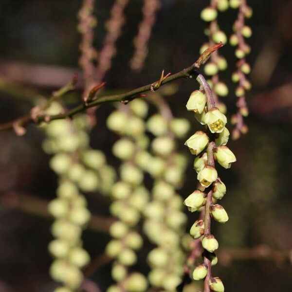 Stachyurus chinensis Flor