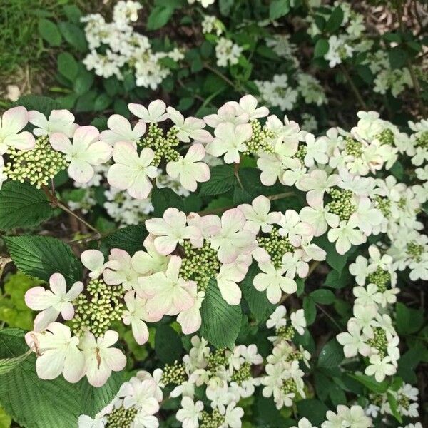 Viburnum lantanoides പുഷ്പം