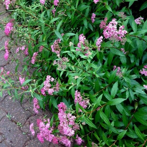 Spiraea japonica موطن