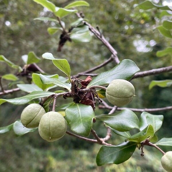 Pittosporum tenuifolium Fruto