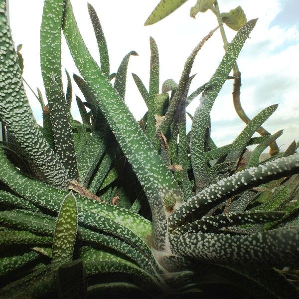 Gasteria carinata Plante entière