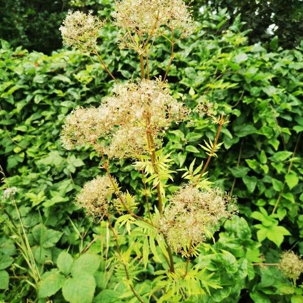 Valeriana officinalis Fruit