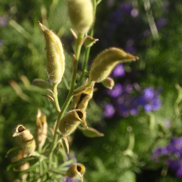 Delphinium ajacis Плод