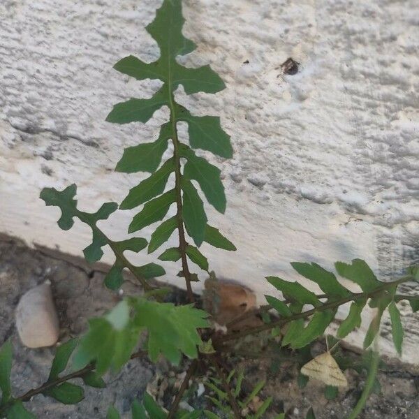 Sonchus tenerrimus Leht