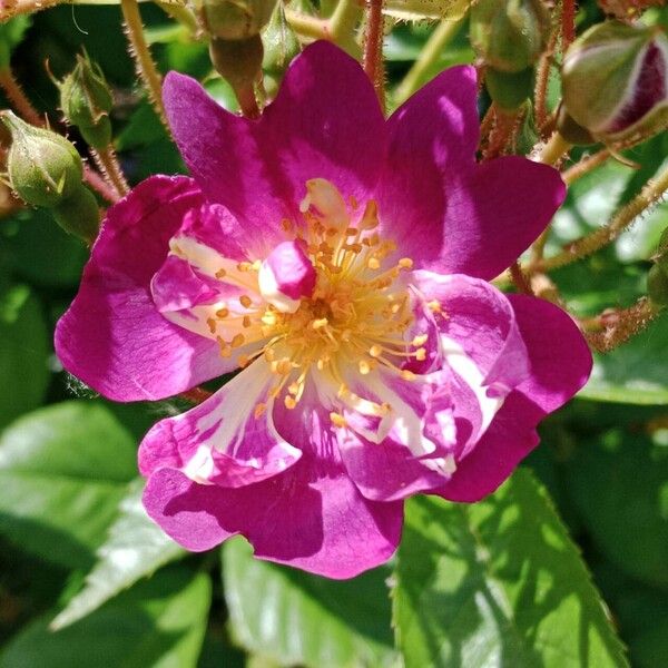 Rosa setigera ফুল