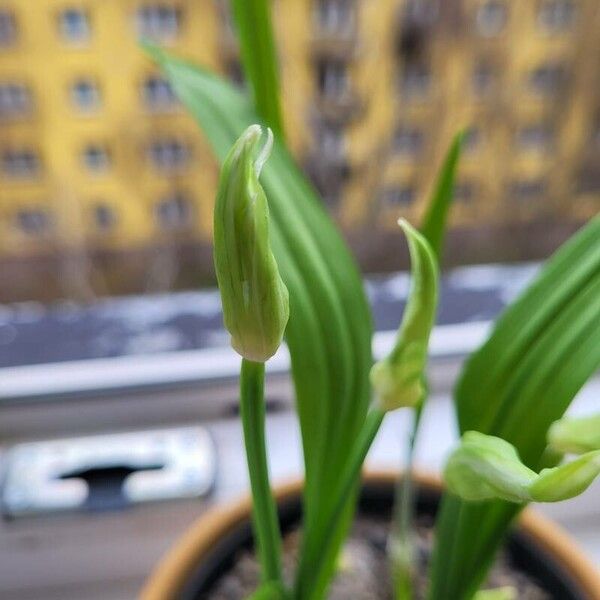 Allium paradoxum Fleur