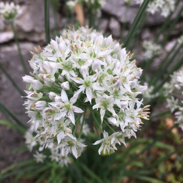 Allium tuberosum Fleur