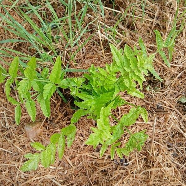 Berula erecta Lehti