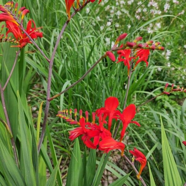 Crocosmia aurea Flor