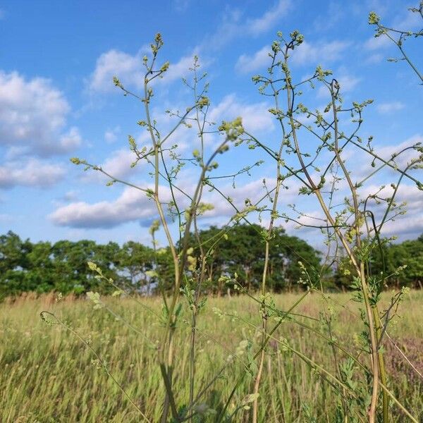 Thalictrum minus Flower