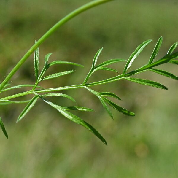 Conopodium majus Лист