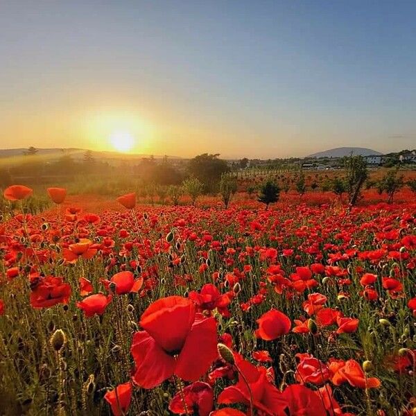 Papaver argemone Kvet