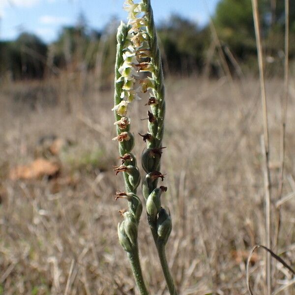 Spiranthes spiralis Flower